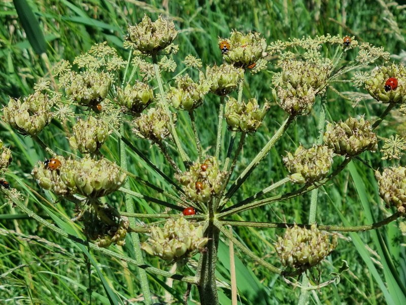 Coccinelles. La Jonchère. Aline Mériau